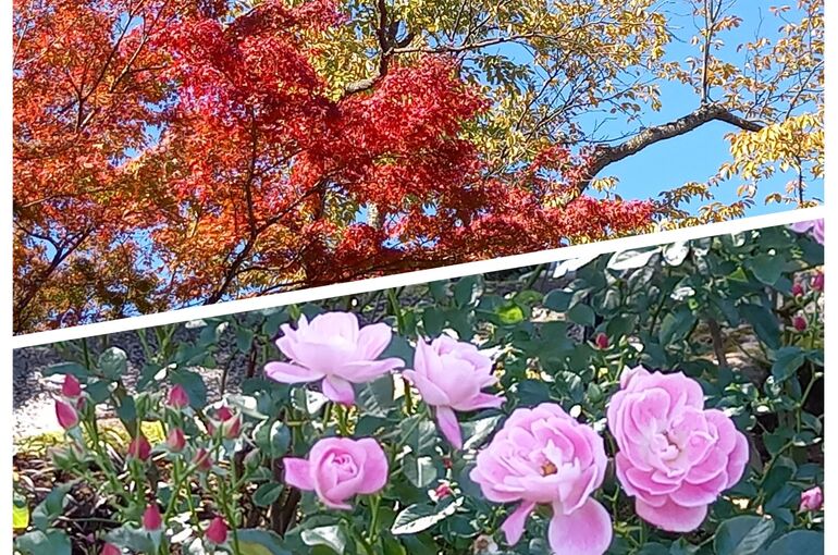 PhotoCollage_1667225677319