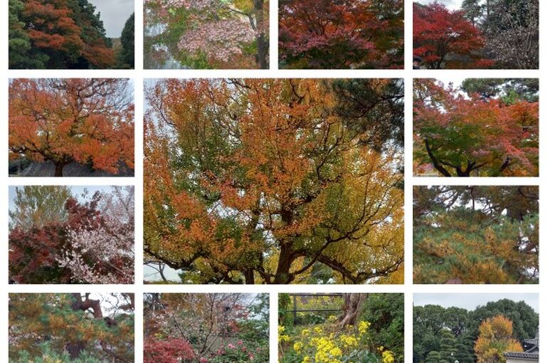 PhotoCollage_1669644962762